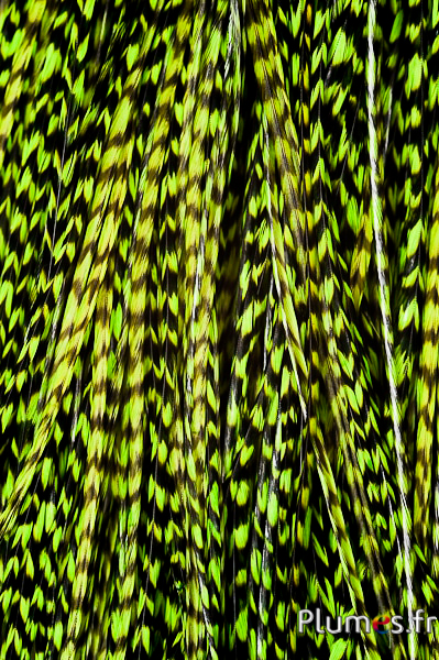 Coq grizzly - 25-30 cm - lime